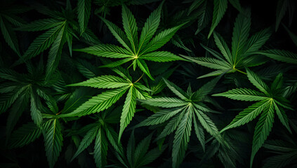 Green cannabis leaves background, Medical cannabis - obrazy, fototapety, plakaty