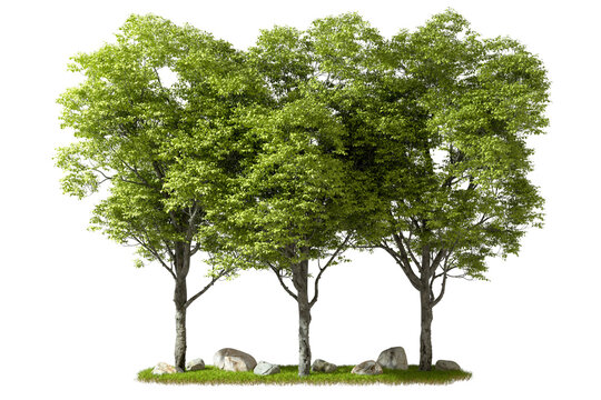 Landscape environmental woods trees growth transparent backgrounds 3d rendering png file
