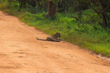 Safari in Sri Lanka National Park