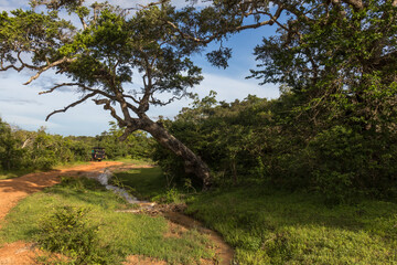 Safari in Sri Lanka National Park