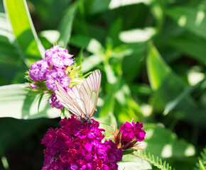 Beautiful white butterfly on a pink flower against a background of green grass. Sunny day in the summer garden. Mutual understanding between a butterfly and a flower. Macro.