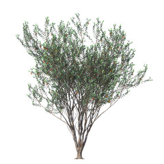 eucalyptus lehmannii, bushy yate, evergreen, small tree, bush, tree, big tree, light for daylight,...