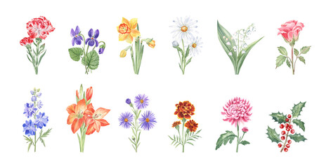 Watercolor illustrations of the birth month flowers - set of 12 drawings - carnation, violet, daffodil, daisy, lily of the valley, rose, larkspur, gladiolus, aster, marigold, chrysanthemum, holly - obrazy, fototapety, plakaty