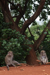 Urban Wildlife - Monkeys in Urban Settings