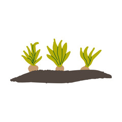 bulbous flower plants planted in the garden. Vector illustration isolated. 