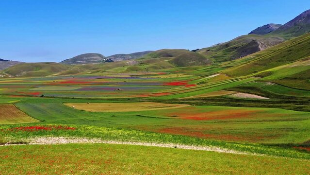 Lentil flowering with poppies and cornflowers in Castelluccio di Norcia, national park sibillini mountains, Italy, Europe