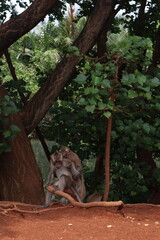 Urban Wildlife - Monkeys in Urban Settings