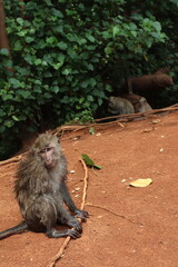 Monkeys in their Natural Habitat