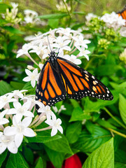monarch butterfly on flower