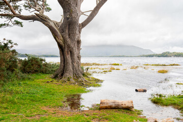 Beautiful natural landscape without people on the shore of a lake with giant tree and mountain with clouds in the background in Ireland