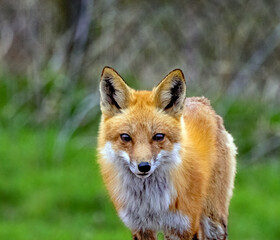 A curious adult Red Fox eyes the photographer.