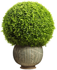Sphere topiary on pot illustration PNG element cut out transparent isolated on white background ,PNG file ,artwork graphic design. - obrazy, fototapety, plakaty