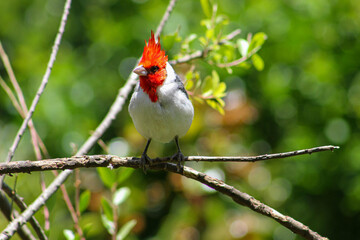 Ave Cardenal de cresta roja en medio de la naturaleza