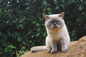 British cat in the garden - 704530570