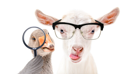 Funny portrait of a goose with a magnifying glass and a goat with glasses isolated on a white background