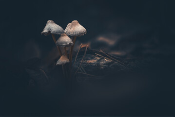 Group of Bonnet Fungi on Forest Floor
