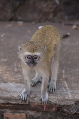 Vervet Monkey