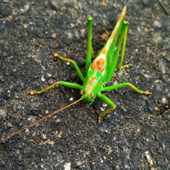 Beautiful Tettigonia viridissima on the ground in summer