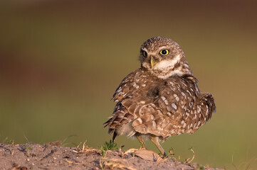 Burrowing owl on alert