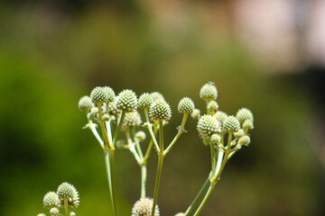 Eryngium paniculatum en medio de la naturaleza