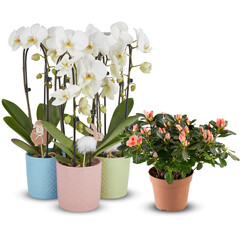Set of blooming flowers in pots cut out isolated transparent background