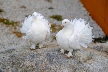 Close-up of two white ornamental pigeons. Pigeons are walking