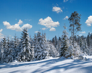 Alpine mountain snowy winter fir forest with snowdrifts