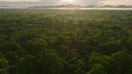Forwards fly above vast tropical forest. Green trees lit by rising sun. Tilt up reveal aerial panoramic view against sunrise. Sigiriya, Sri Lanka