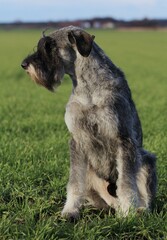 Giant Schnauzer Pepper and Salt