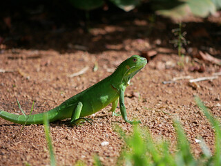 Green iguana lizard at the sun.