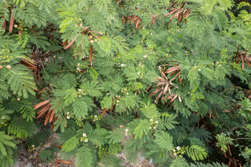 Weisskopf-Mimose,Wilde Tamarinde (Leucaena leucocephala)