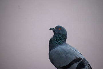 The Closeup Macro shot of a grey pigeon