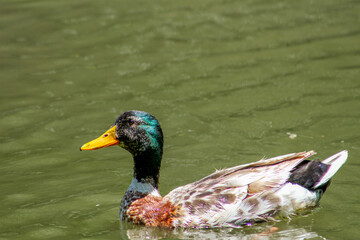 Pato doméstico en medio de una laguna. Está en su habitat natural