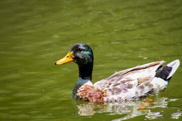 Pato doméstico en medio de una laguna. Está en su habitat natural