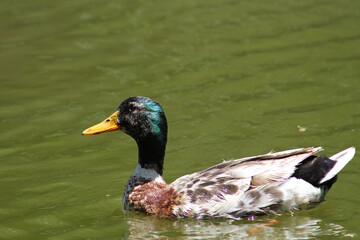 Pato doméstico en medio de una laguna. Está en su habitat natural