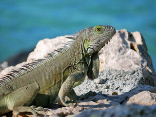 Iguana on the rock beach.