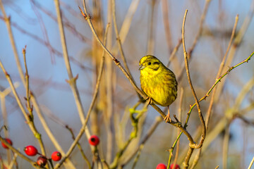 Male Yellowhammer, Emberiza citrinella, perched on a bush