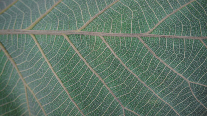 closeup abstract background of texture of green teak leaf veins. Tectona grandis
