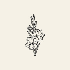 Line art gladiolus flower illustration