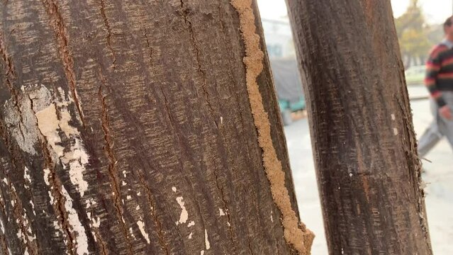 A soil termite tunnel in a brown wood tree. Termite houses are attached to the trunk of the tree.