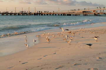 Seagulls enjoying the first sun light on the beach in front of the ferry port in Playa del Carmen,...