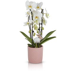 Naklejka na ściany i meble Orchid flowers in pots cut out isolated transparent background