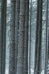 winter landscape with trees and snow