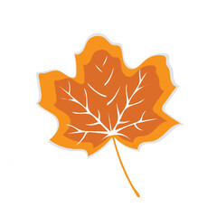 Autumn leaf. Autumn maple leaf isolated on a white background. Vector illustration