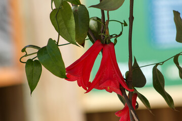 Copihue rojo en plena floración, epoca de verano. Flor típica de Chile