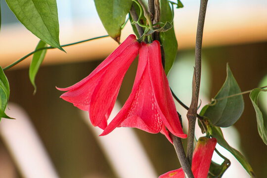 Copihue rojo en plena floraci&oacute;n, epoca de verano. Flor t&iacute;pica de Chile