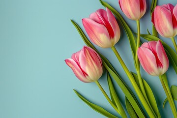 Fresh pink tulips on pastel menthe green background. Spring and Easter celebration concept. Womens day, Mother's Day. Springtime holidays