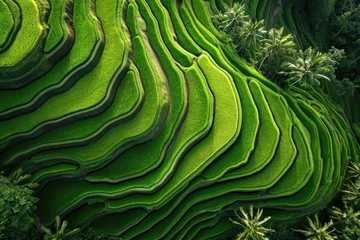 Rolgordijnen Amazing green rice terraces in Bali, Indonesia. Ubud, travel and nature concept. Beautiful landscape with copy space. Beauty of nature. Banner with copy space © dreamdes