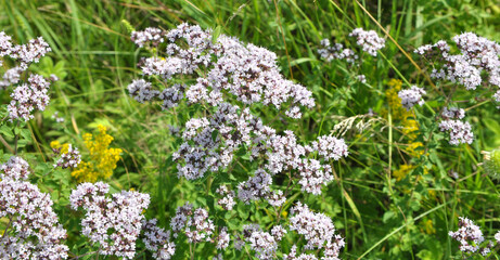 Obraz premium Summer flowering Origanum vulgare