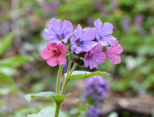 Lungwort (Pulmonaria) blooms in the wild spring forest